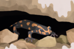 Biodiv salamandre SOS conseil